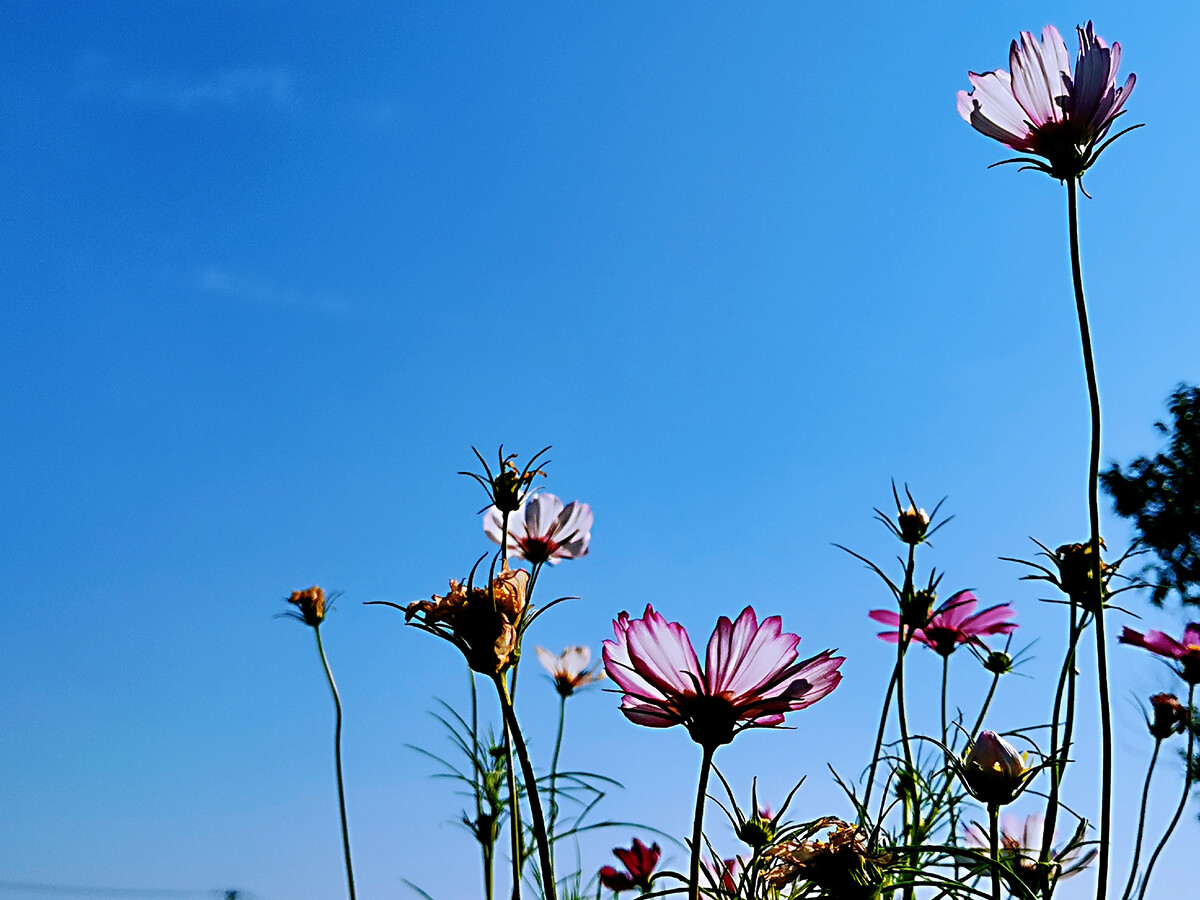 靜待花開(kāi)