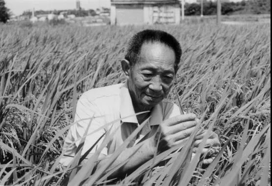 他帶著夢的“種子”去了遠(yuǎn)方  ——紀(jì)念袁隆平
