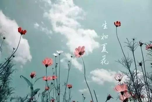 花樣年華，生如夏花