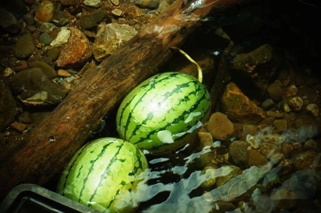 井水鎮西瓜，才是夏天的味道