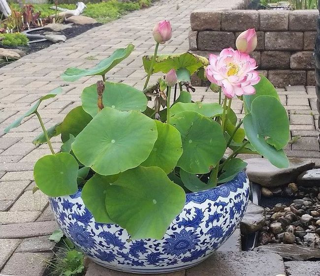 今播一顆種，明朝萬山花