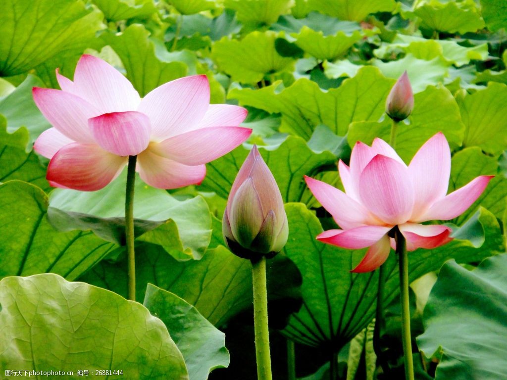 花開的季節