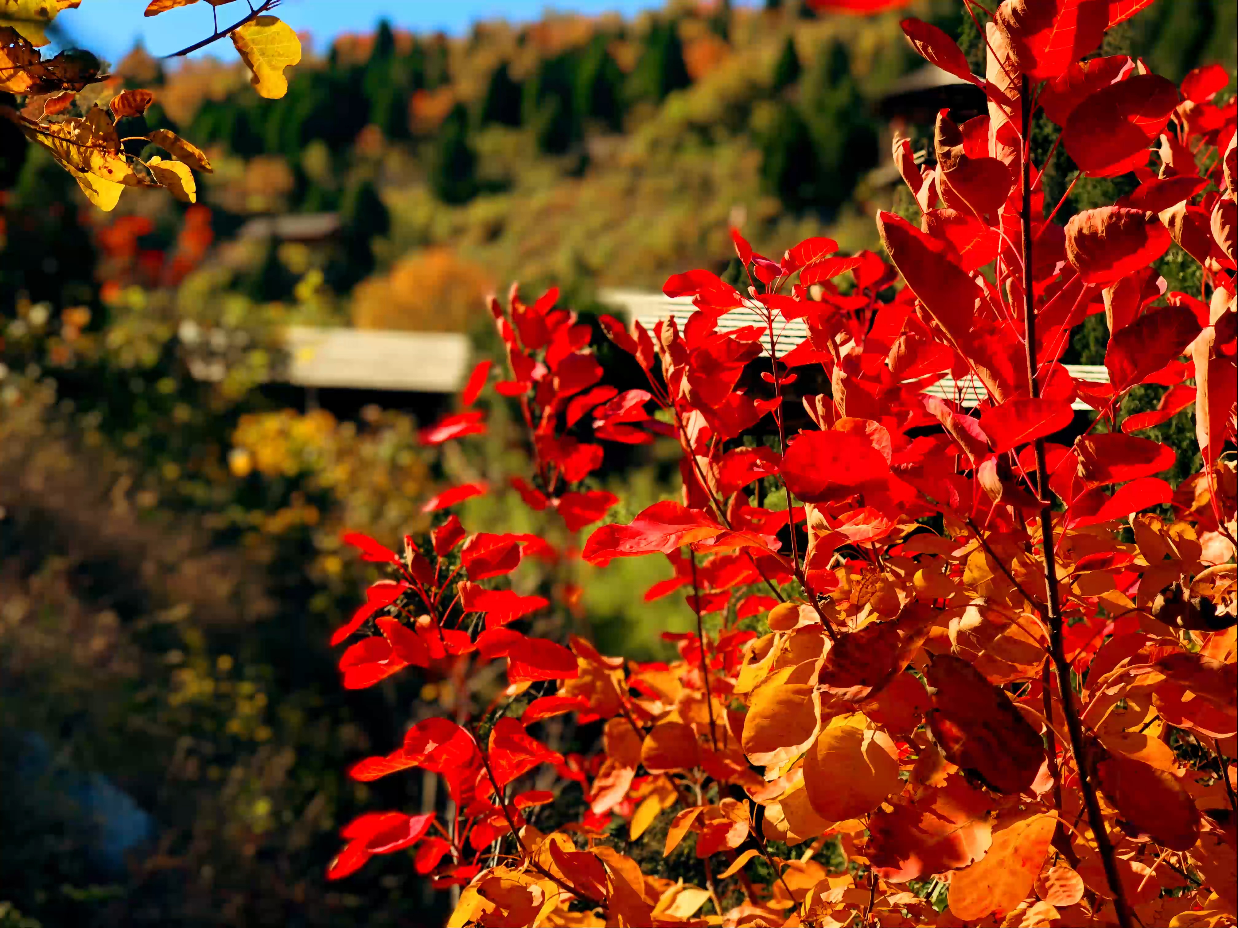 又見(jiàn)楓葉紅似火