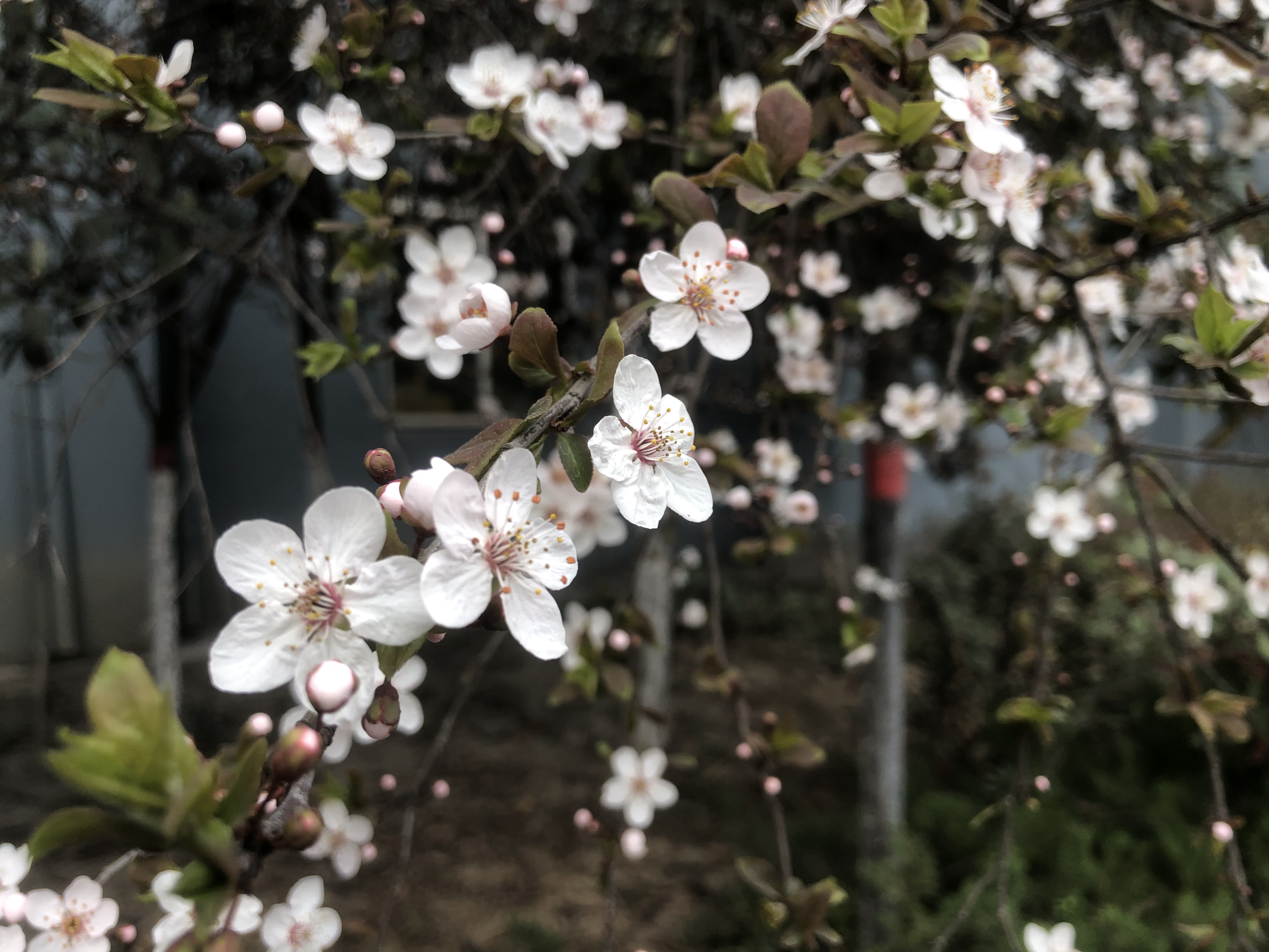 你看，漢鋼正成花海
