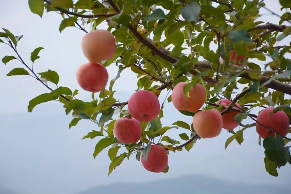 家鄉的情愫