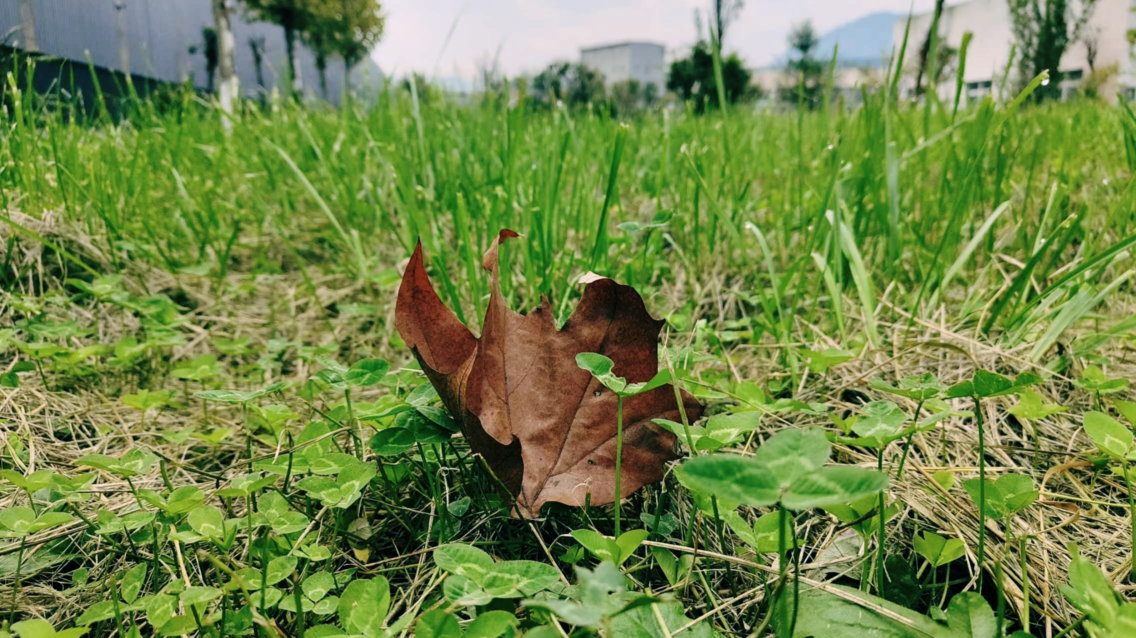 鋼城尋秋