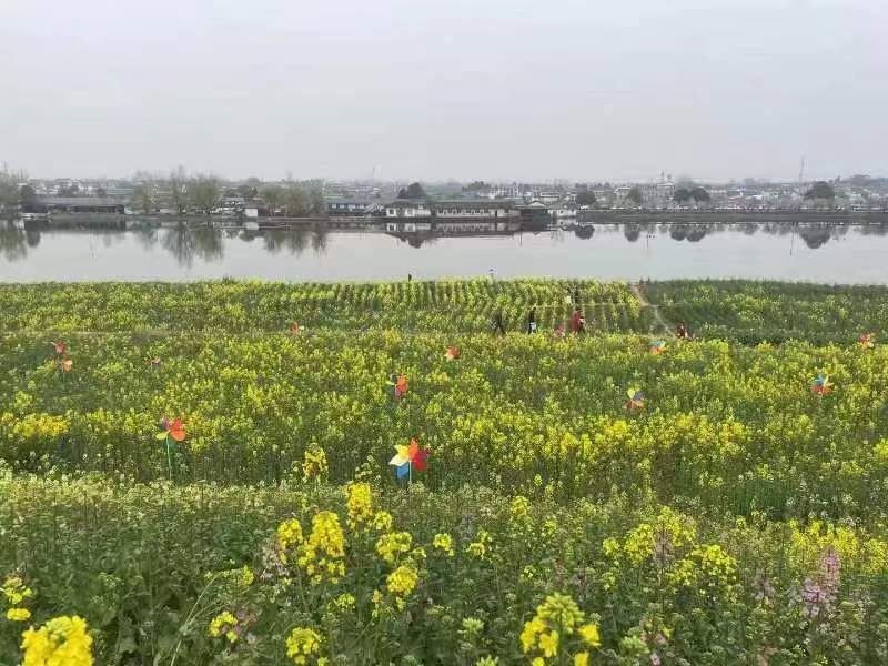 油菜花開，放紙鳶正當時