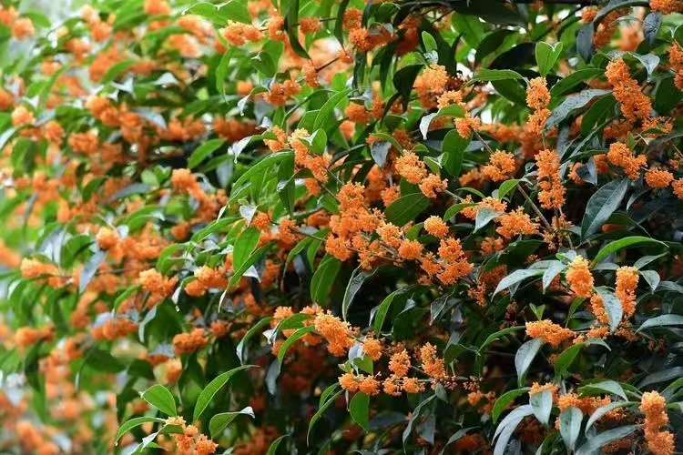桂花飄香，思念綿長