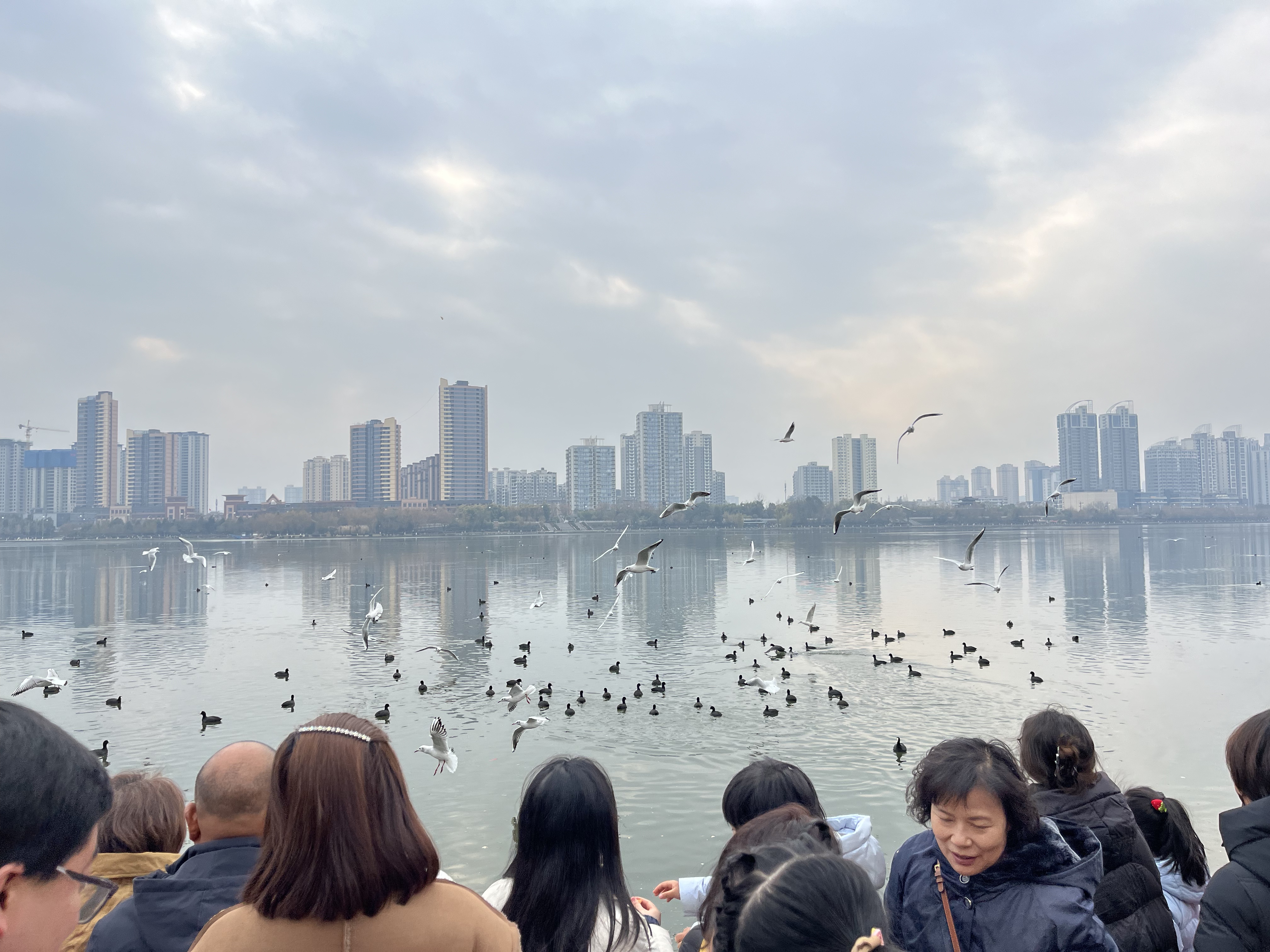 漢江水暖，紅嘴鷗歸