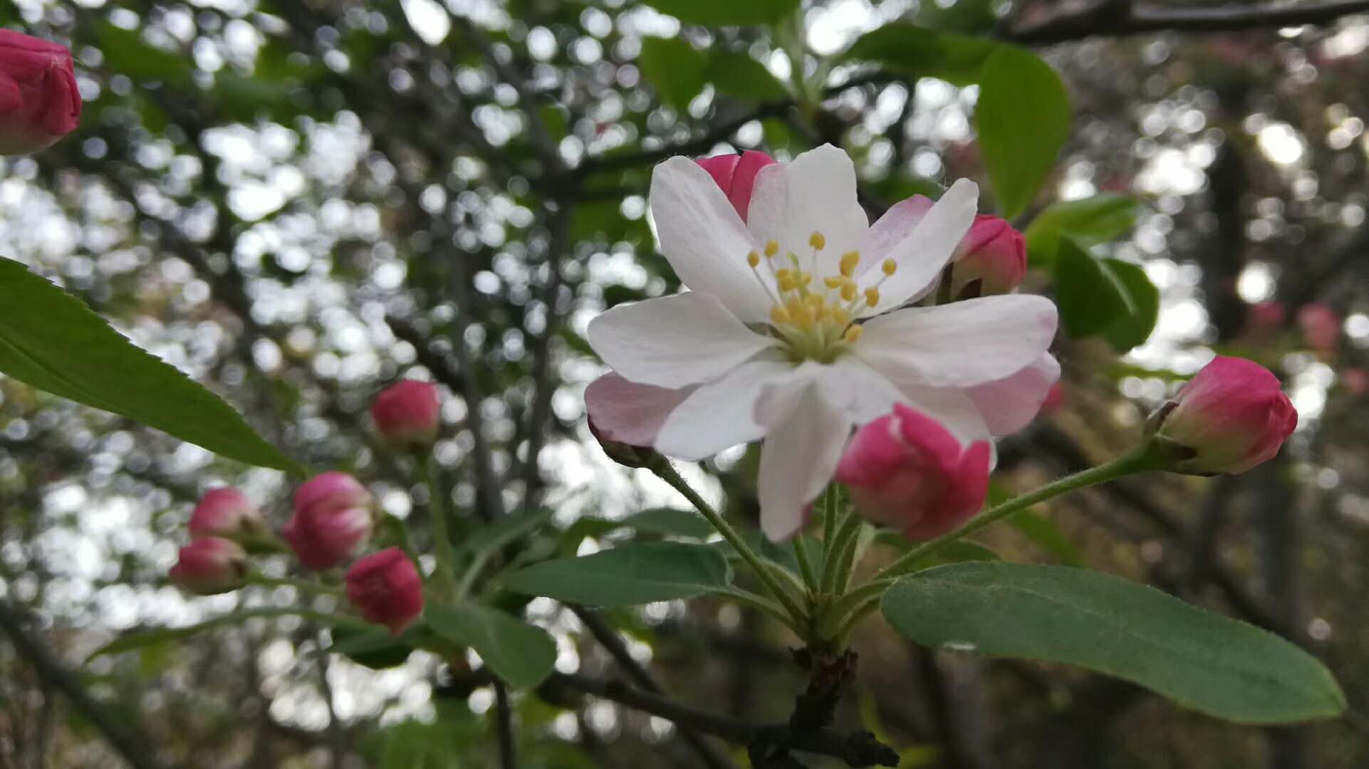 【鋼城文苑】春雨來過