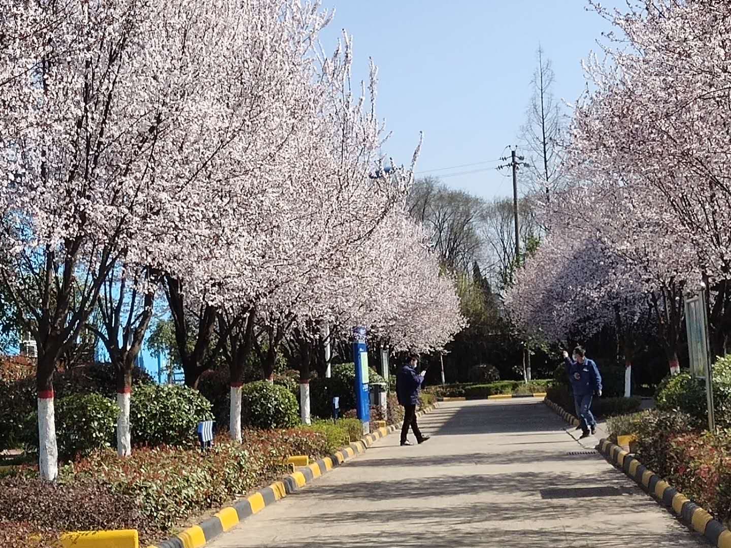 【鋼城文苑】漢鋼的春天，一期一會