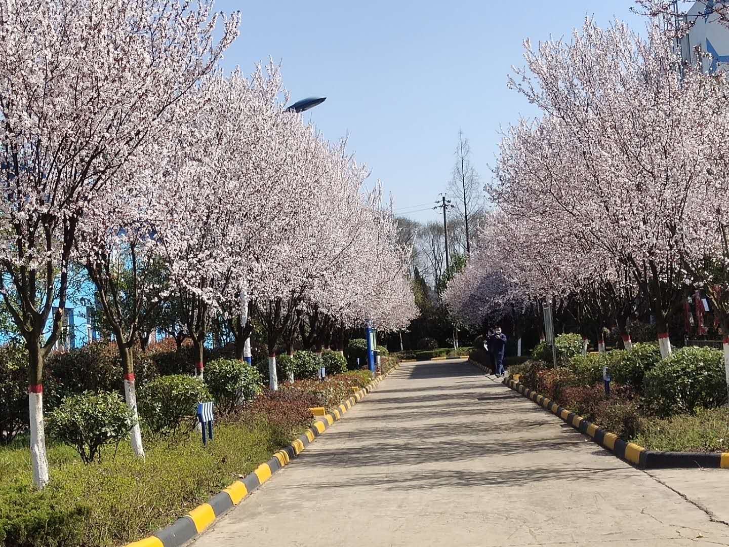 【鋼城文苑】櫻花，夢里與你再相見