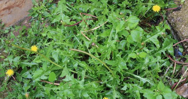 【鋼城文苑】家鄉的野菜
