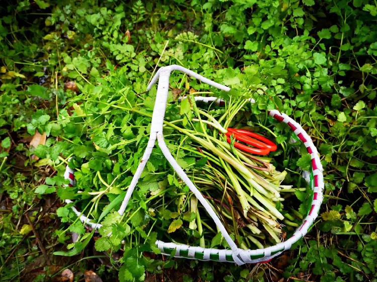 【鋼城文苑】家鄉的野菜