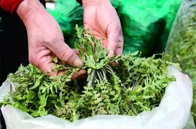 【鋼城文苑】家鄉的野菜