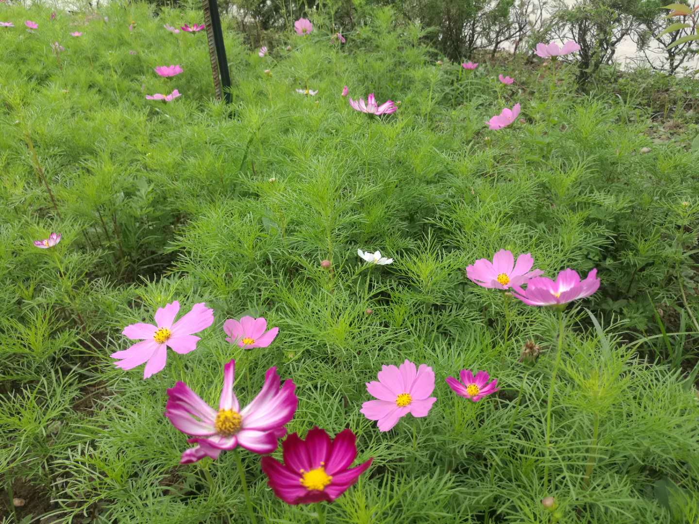 【鋼城文苑】格桑花兒開