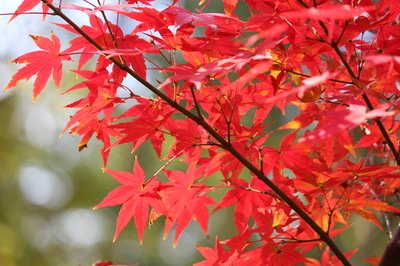 【散文】紅葉的約定 【散文】紅葉的約定