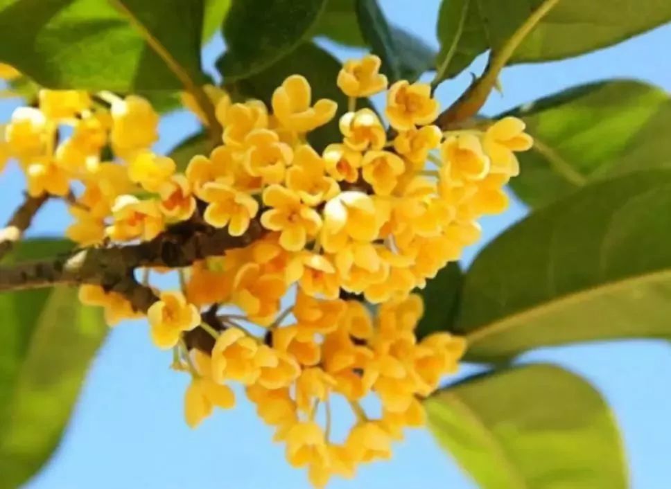 【鋼城文苑】又是一年桂花開(kāi)