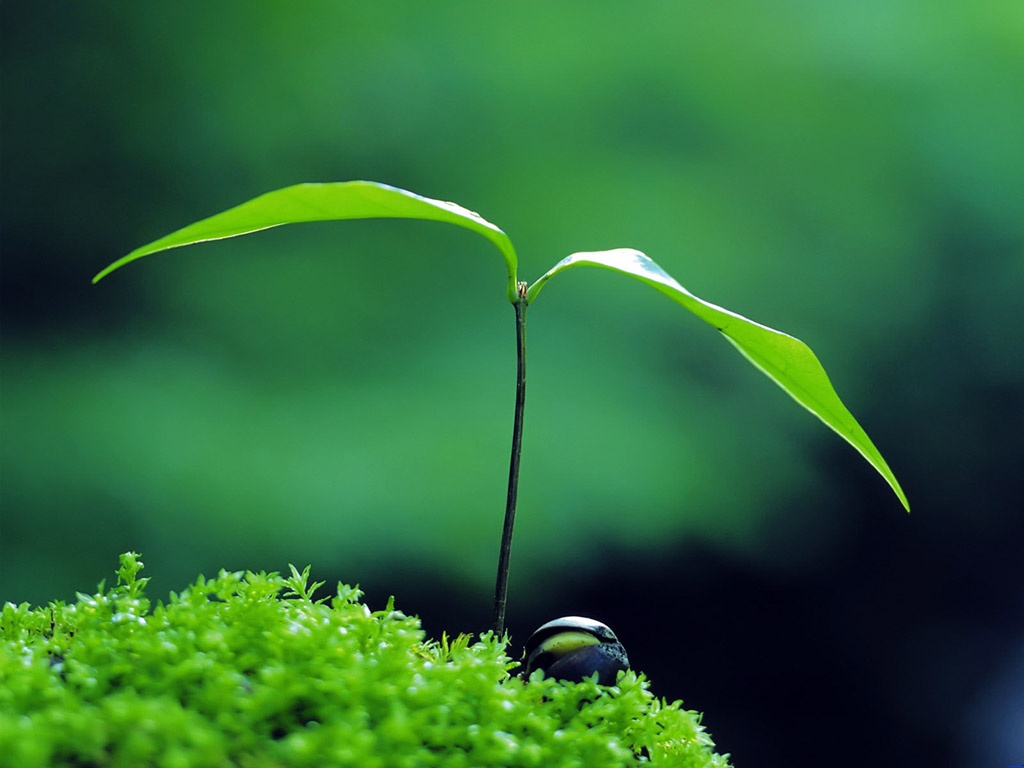 成長，綻放荊棘之花